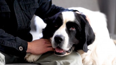 Черный список: Специалисты по уходу за животными