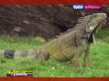 Орел и решка. Кругосветка: Гуаякиль. Эквадор