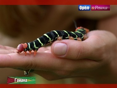 Орел и решка. Кругосветка: Гайана