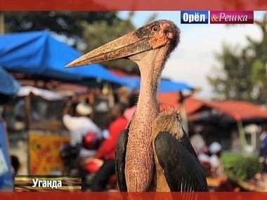 Орел и решка. Кругосветка: Уганда