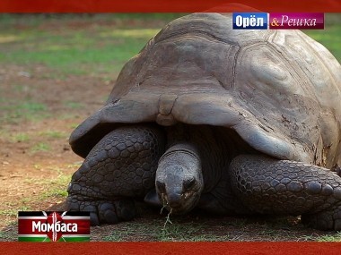 Орел и Решка. Рай и Ад: Момбаса