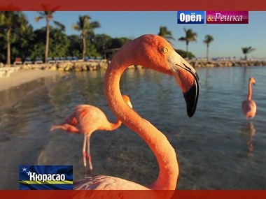 Орел и Решка. Рай и Ад: Кюрасао