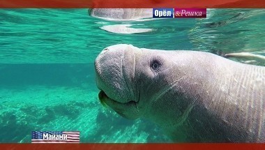 Орел и решка. Перезагрузка: Майами. США