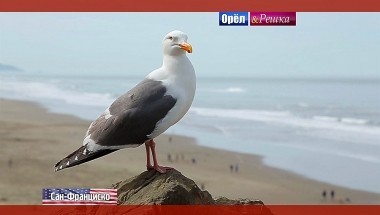 Орел и решка. Перезагрузка: Сан-Франциско. США