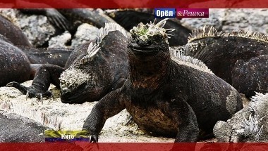 Орел и решка. Перезагрузка: Кито. Эквадор