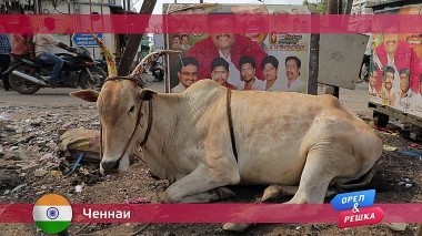 Орел и Решка: Ченнаи. Индия