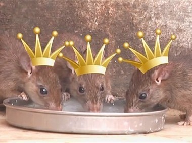 Shit и меч: Пилотный выпуск